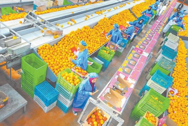 وزير الزراعة: صادراتنا تجاوزت 9.2 مليون طن بزيادة أكثر من 750 ألف طن عن العام الماضي  